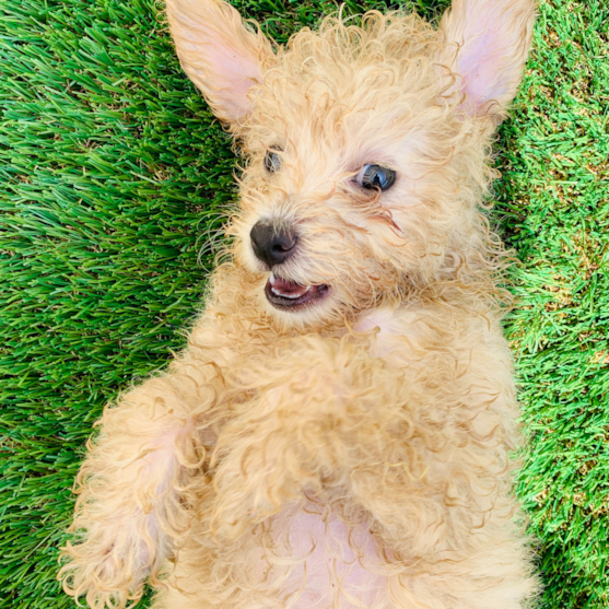 tan pomapoo pomapoo sitting on artificial grass